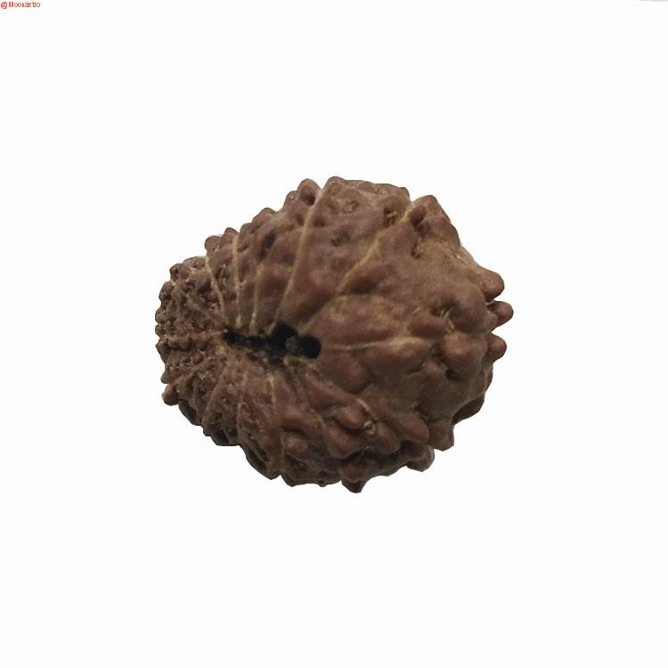 13 mukhi rudraksha